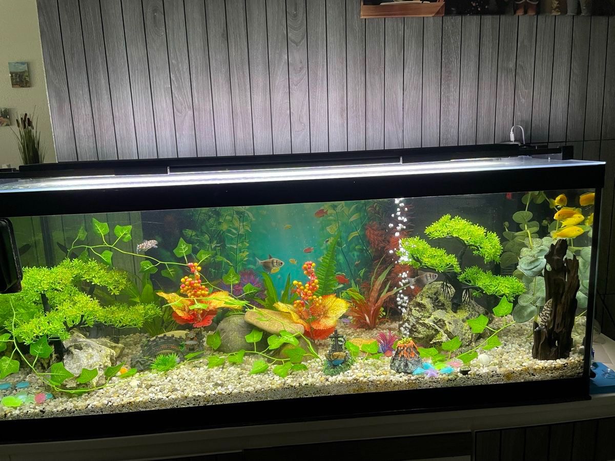 Acquari: Aquarium – Usato da Hallwil venduto da nik_ftg7