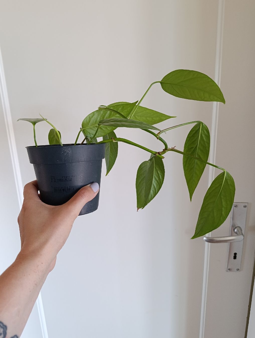 Plantes & graines: Epipremnum Cebu Blue – Neuf (Voir description) à Baar par L.isa28 1