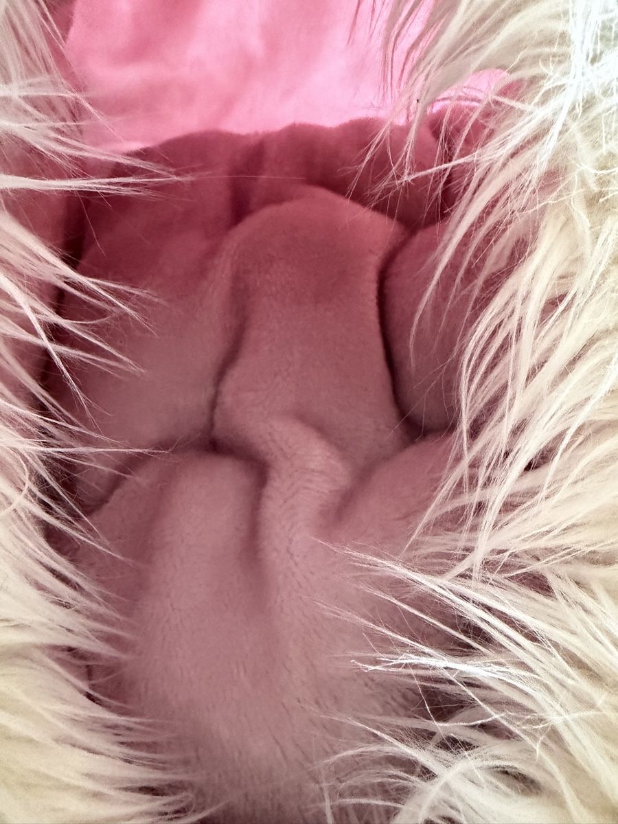 Cucce & Letti: Panier pour chat peu utilisé – Nuovo (secondo la descrizione) da Dombresson venduto da feline_ne 4