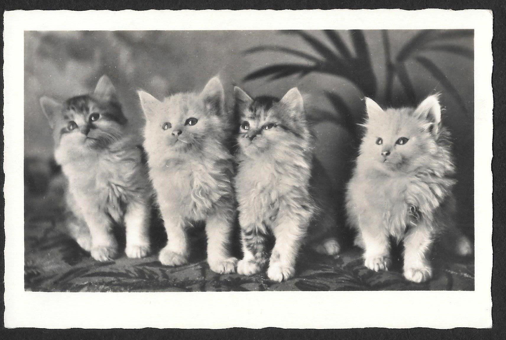 Cartoline postali: Katzenkarte 4 junge Katzen – Usato da Olten venduto da clotaldi