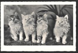Katzenkarte 4 junge Katzen