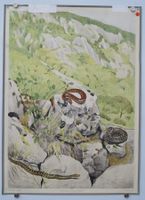 Schulwandbild „Juraviper (Aspisviper)“ von Paul André Robert