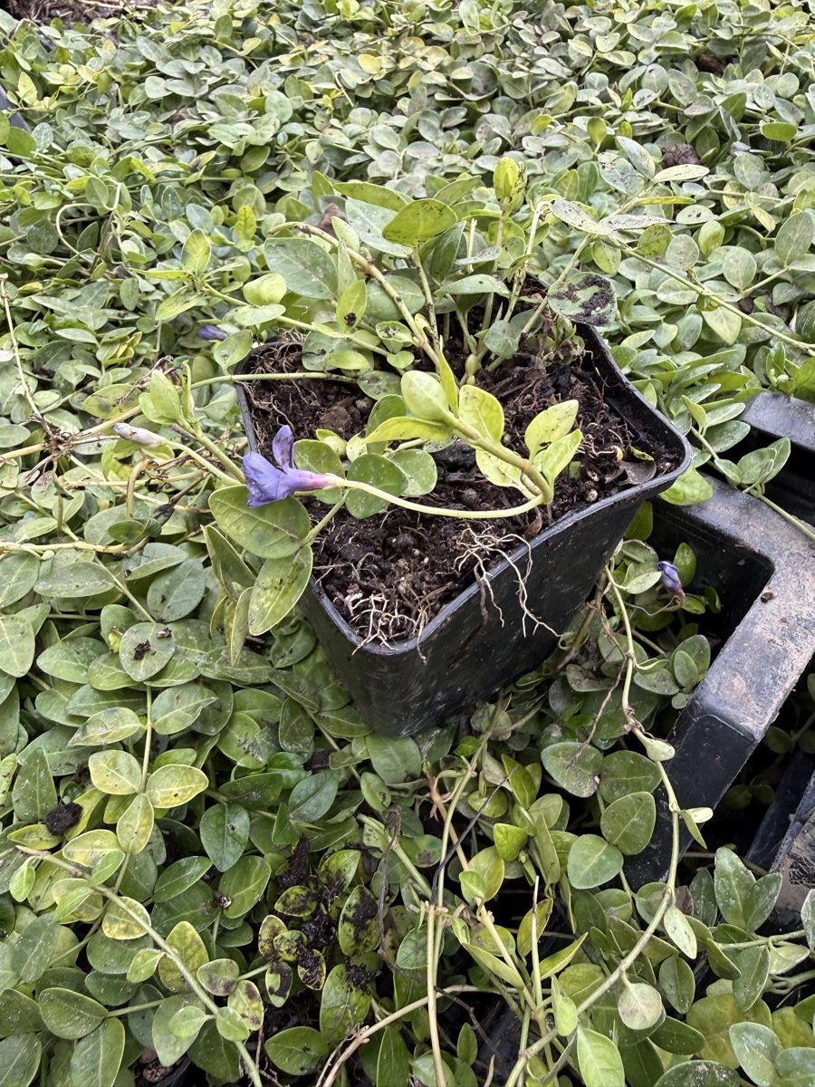 Piante & sementi: Vinca Minor – Nuovo e nell'imballaggio originale da Adligenswil venduto da alessandro2007 2