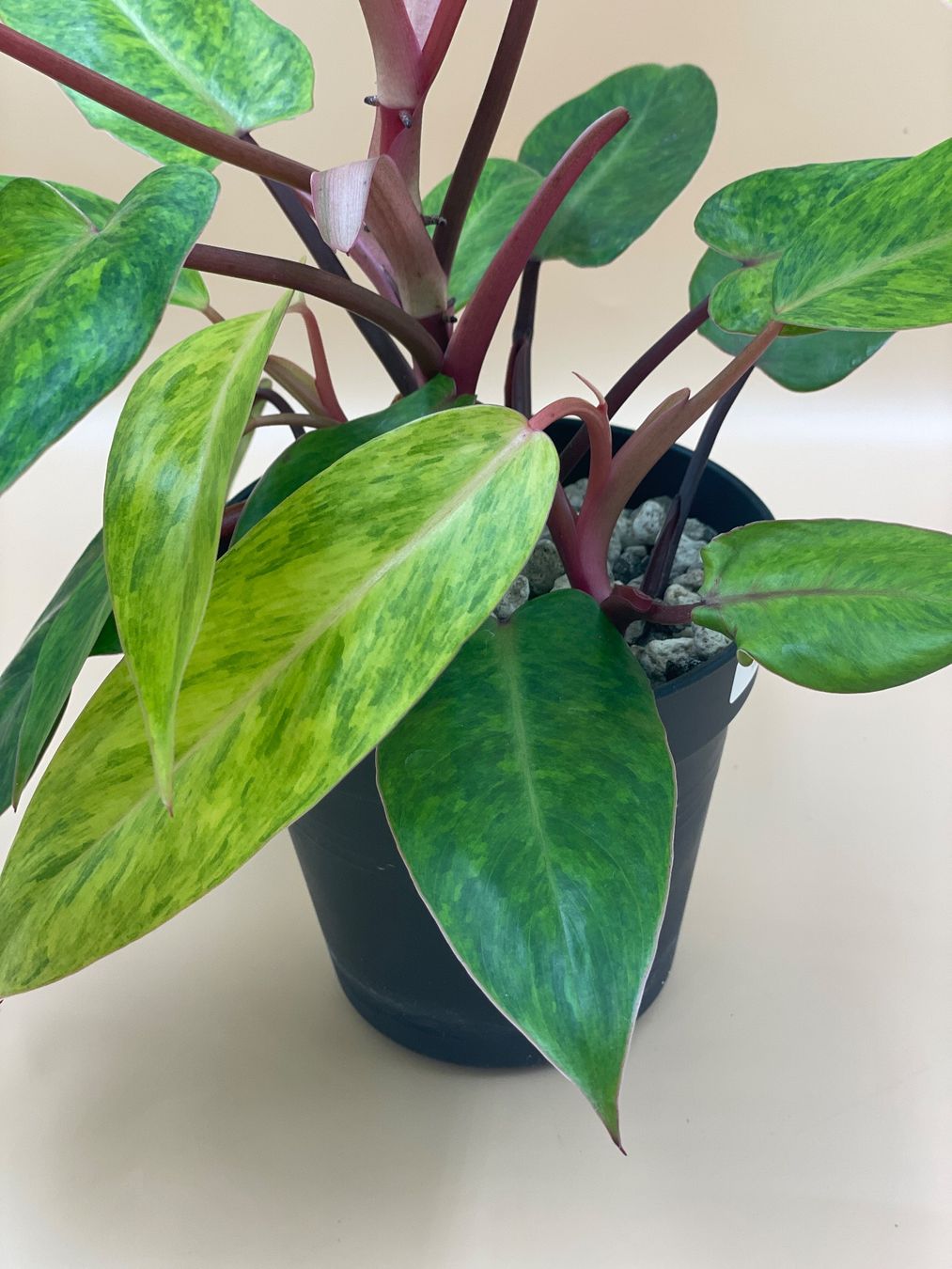 Pflanzen & Samen: Philodendron Painted Lady – Neu (gemäss Beschreibung) aus Zürich von Leafscape 2