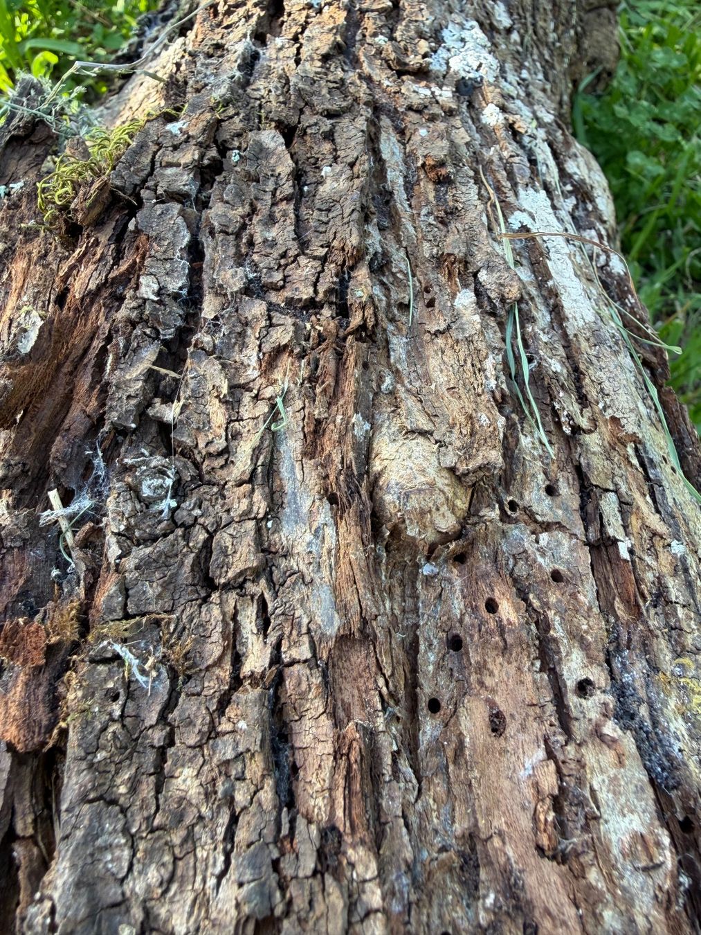 Holzartikel: Baumstamm Zwetschgen – Gebraucht aus Huttwil von Burk3 2