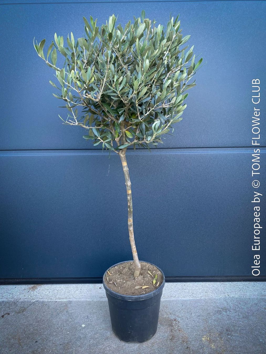 Pflanzen & Samen: Olivenbaum - Olea Europaea - schönes Bäumchen – Neu und originalverpackt aus Adliswil von astom369 4