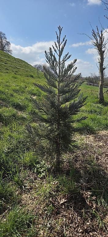 Altro per Ufficio & Commercio: Sequoia sempervirens  – Usato da Pfaffnau venduto da Hawaiano 1