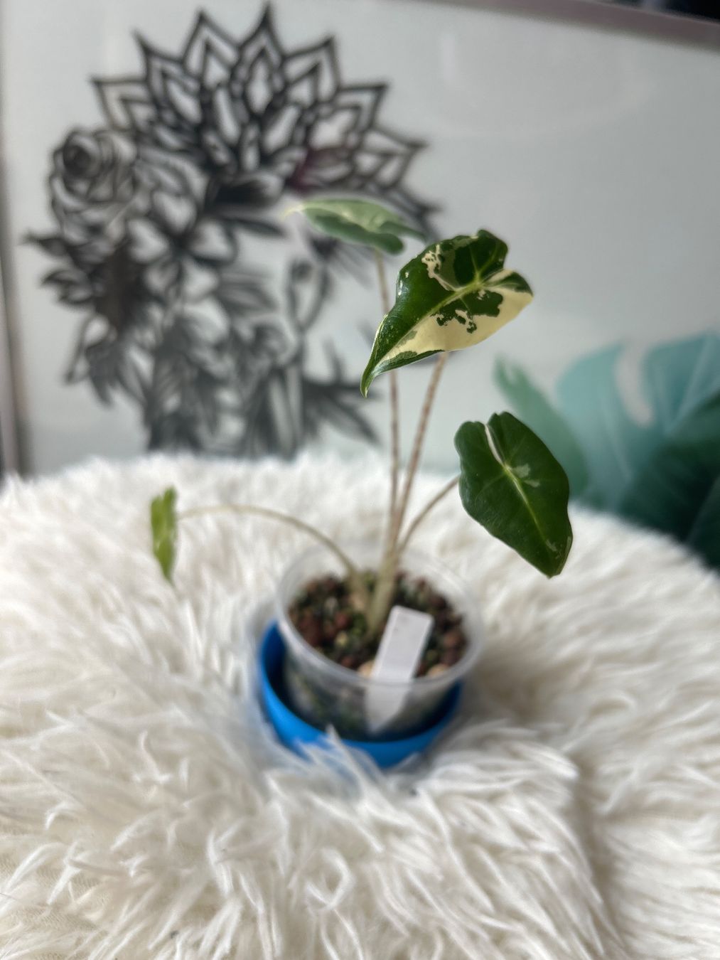 Piante & sementi: Alocasia Sarian Albovariegata – Nuovo (secondo la descrizione) da Scherzingen venduto da Elefantenohr.ch