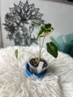 Alocasia Sarian Albovariegata