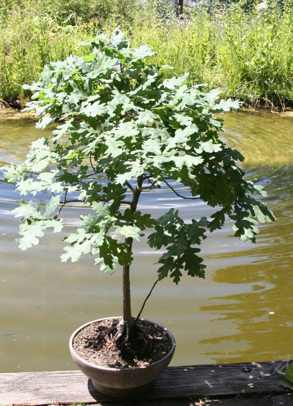 Piante & sementi: BONSAI  -  Stieleiche – Usato da Gretzenbach venduto da Sikim 1