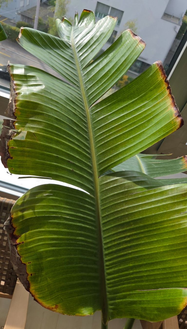 Piante & sementi: Strelitzia nicolai (ca. 90cm) – Usato da Zürich venduto da wile_coyote 5