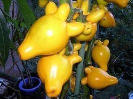 FRUIT TETON ! RARE FRUIT FORME POITRINE