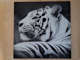 Bild: Weisser Tiger (Decoglas, 50x50cm) neu