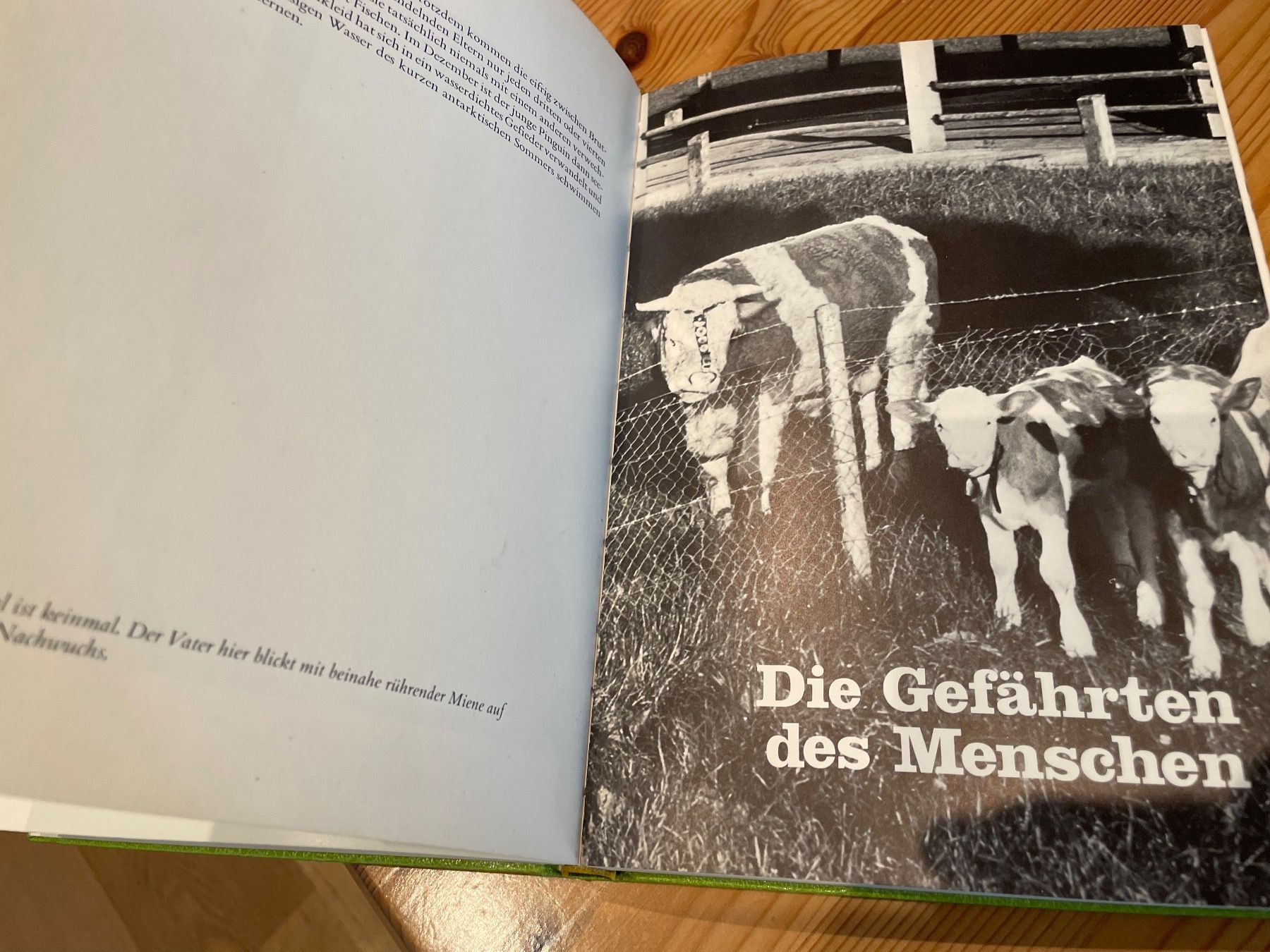 Libri: Tierkinder  Avanti Buch – Usato da Wohlen AG venduto da NincoA-Z