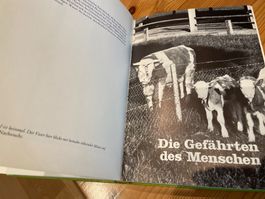 Tierkinder  Avanti Buch