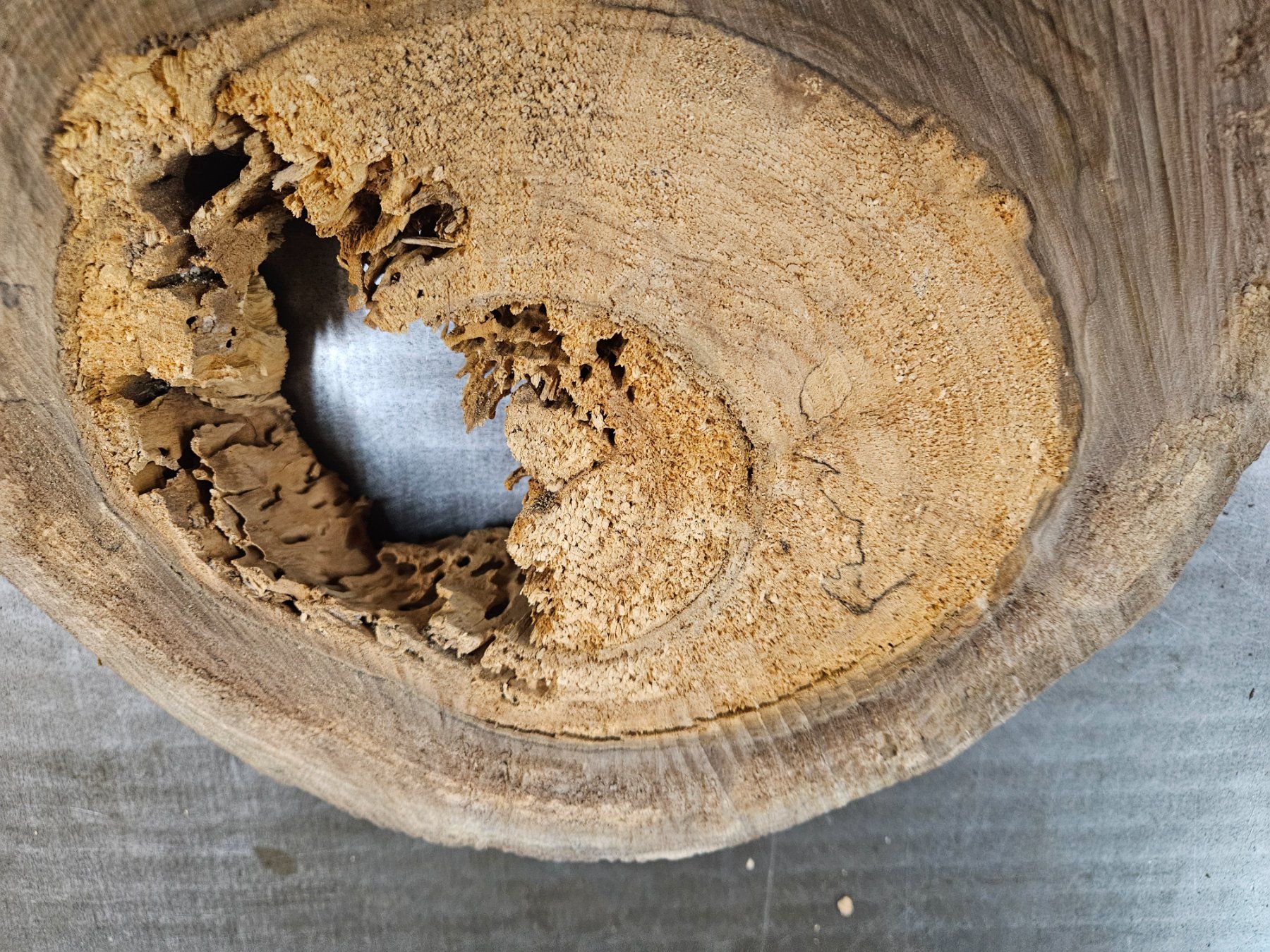 Articoli in legno: Nussbaum Holz Baumscheibe – Nuovo (secondo la descrizione) da Schangnau venduto da egli6.2 7