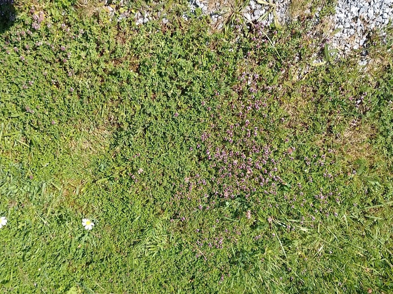 Aliments & Spécialités: Chrütersalz Urner Oberland – Neuf avec emballage d'origine à Gurtnellen par AlexandraB51 4