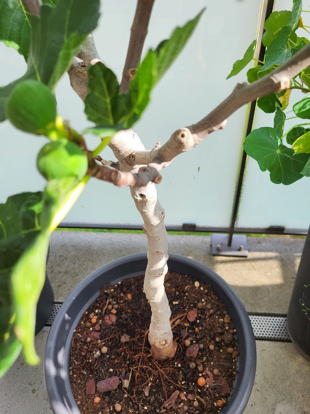Plantes & graines: Feigenbaum mit Fruechten im Topf gute Pflege – D'occasion à Zürich par Lizi7 2