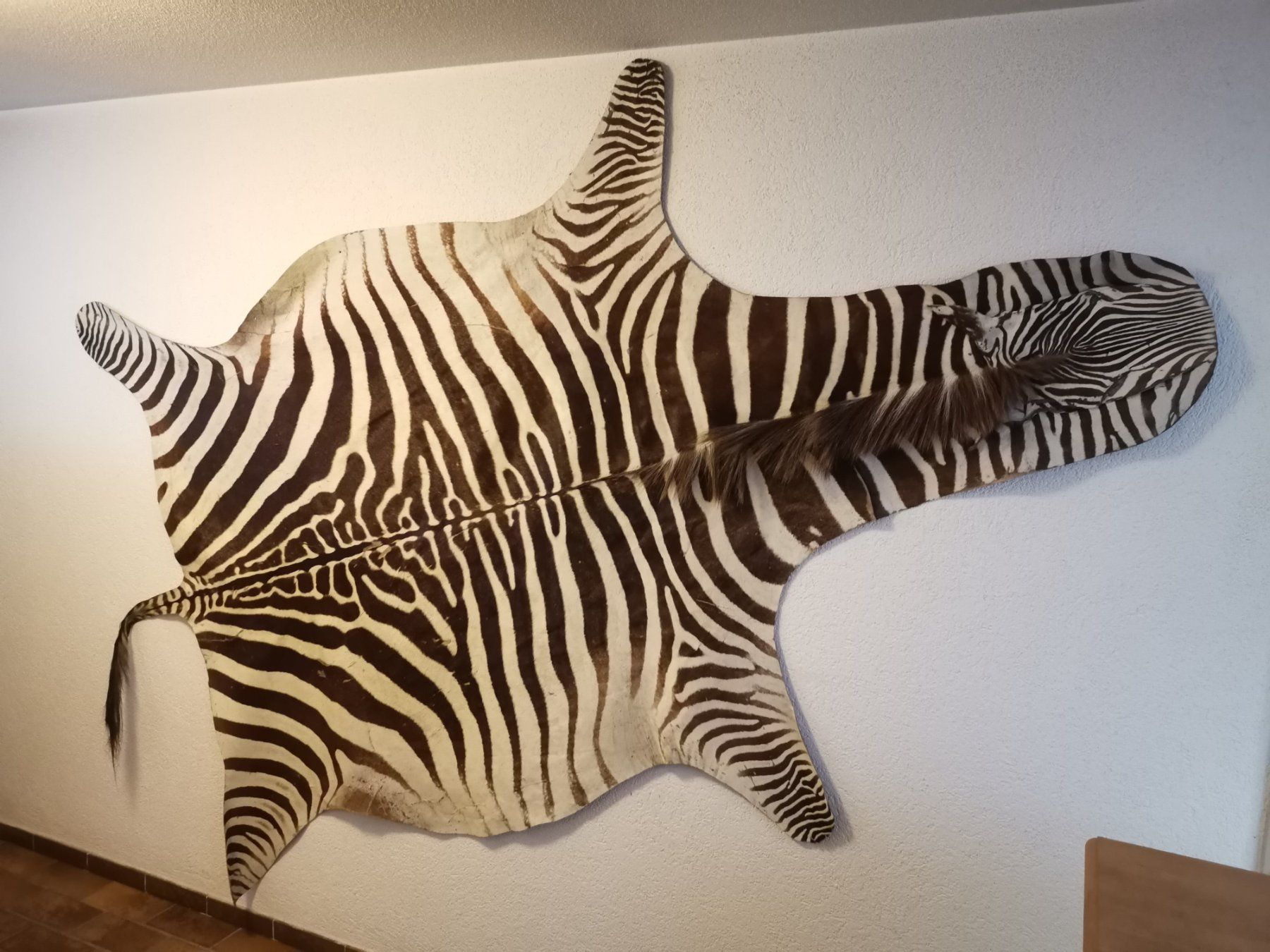 Il mondo degli animali: Zebrafell, Zebrahaut, Echtes Zebrafell, Fell, Afrika – Usato da Wiedlisbach venduto da Kreislaufmaterial