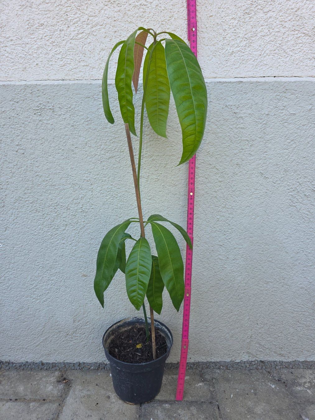 Piante & sementi: Mango Baum Sämling – Nuovo (secondo la descrizione) da Thalheim venduto da silvara01 5