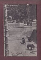 BERN - Bärengraben - 1926