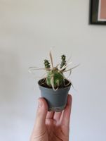 Mini Kaktus