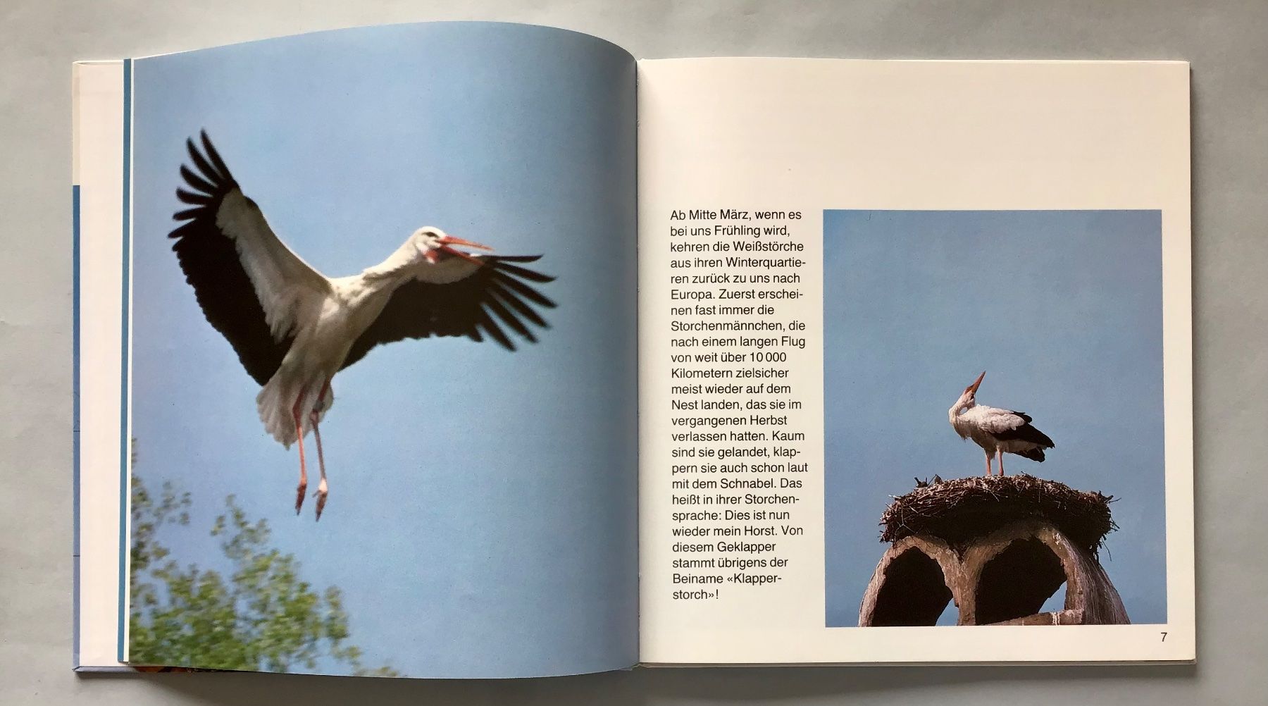 Libri: Fotobuch: Das Storchenjahr – Nuovo (secondo la descrizione) da Bubendorf venduto da Alpenheidi 4