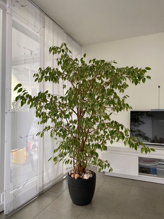Benjaminus Ficus Kaufen auf Ricardo