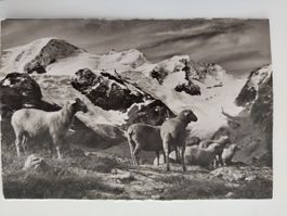 Sustenstr, Gwächtenhorn, Tierberge, E.Gyger ungelaufen