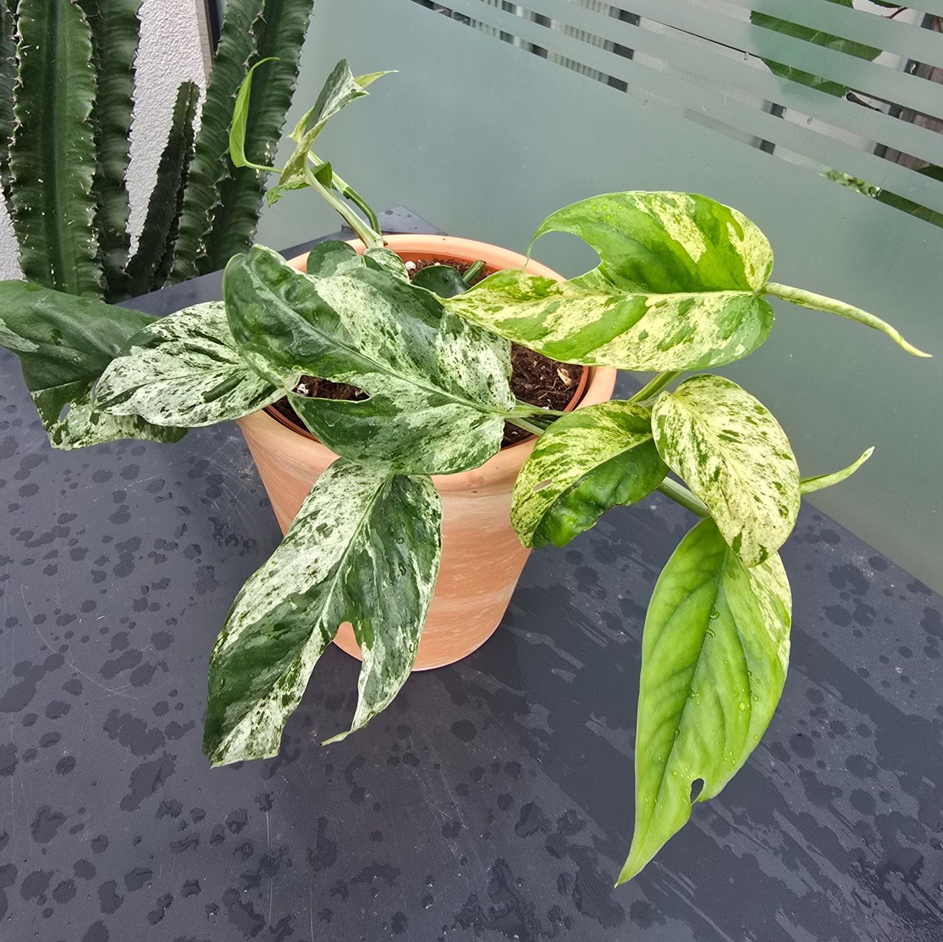 Piante & sementi: Epipremnum 'Marble' Variegata Inkl. Übertopf – Usato da Aarburg venduto da Glitzerschein 1