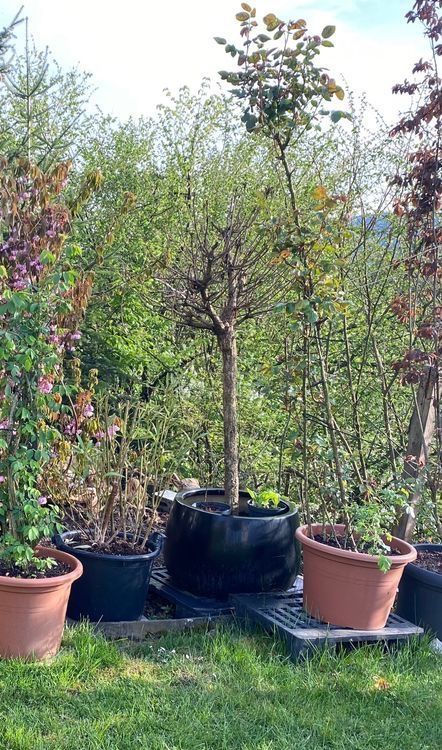 Pflanzen & Samen: Trompetenbaum Pflanzen Blumen Gartenbäume Baum – Gebraucht aus Dottikon von 6571 4