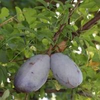 AKEBIA QUINATA  Vigne chocolat 10 BOUTURES