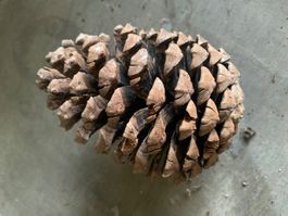 Grosse Zapfen Kiefernzapfen Tannzapfen 5 Stück/500 Gramm