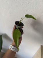 Alocasia cucullata Jungpflanzen