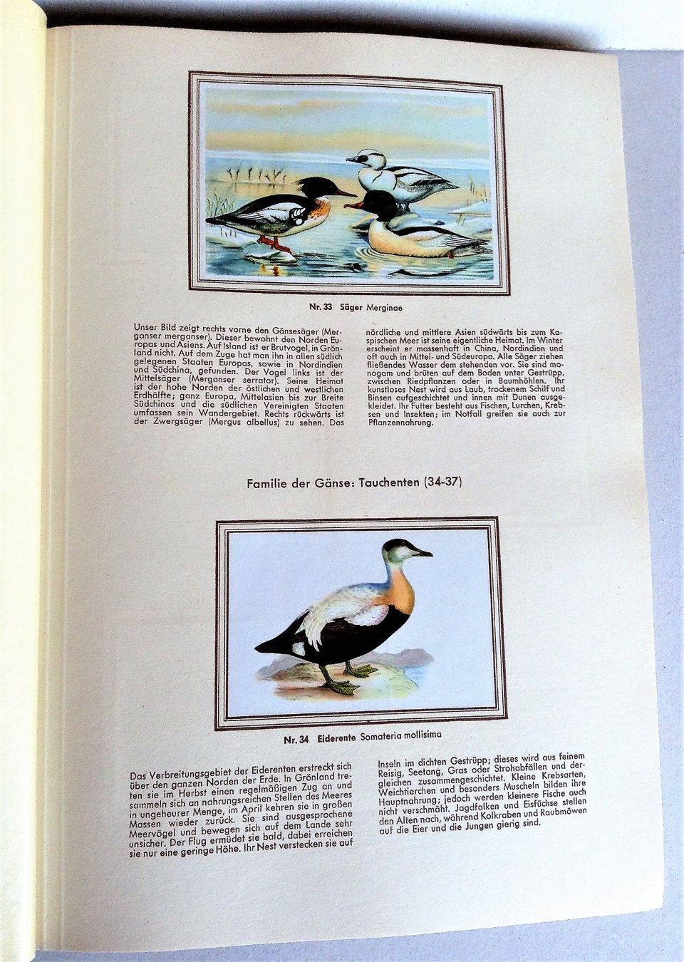 Libri: Buch: Bunte Vögel aus aller Welt – Usato da Alpnach Dorf venduto da MZ001 9