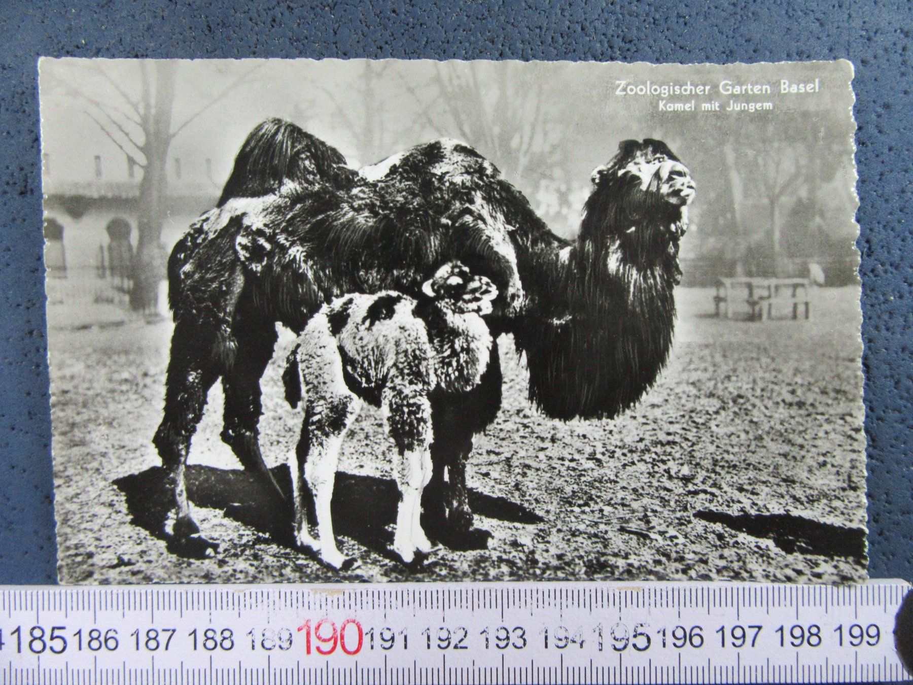 Cartoline postali: BASEL ZOO KAMELE AK BS – Usato da Ettingen venduto da Hausi4711
