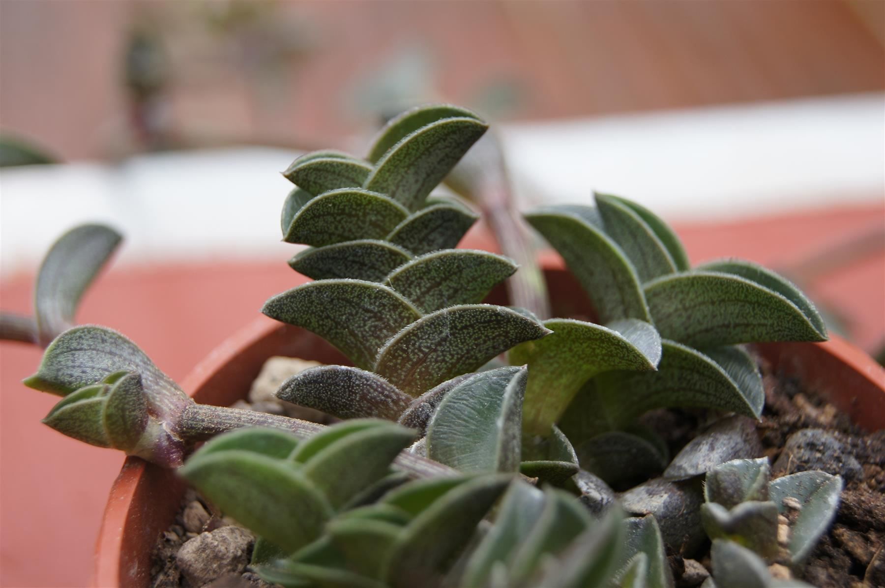 Piante & sementi: Tradescantia navicularis – Nuovo (secondo la descrizione) da Geroldswil venduto da botanicals 2
