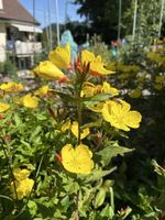 Nachtkerze gelbe Blumen Staude für Ihren Sommergarten ☀️