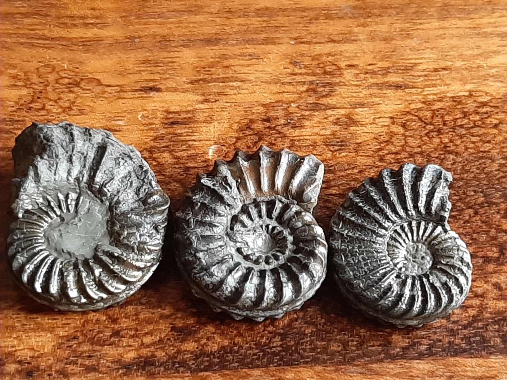 Fossili: Pyrit Ammoniten 3 Stück Frankreich – Usato da Rickenbach BL venduto da Oktober68 2
