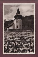 DAVOS - Frauenkirchli - Krokus - 1937
