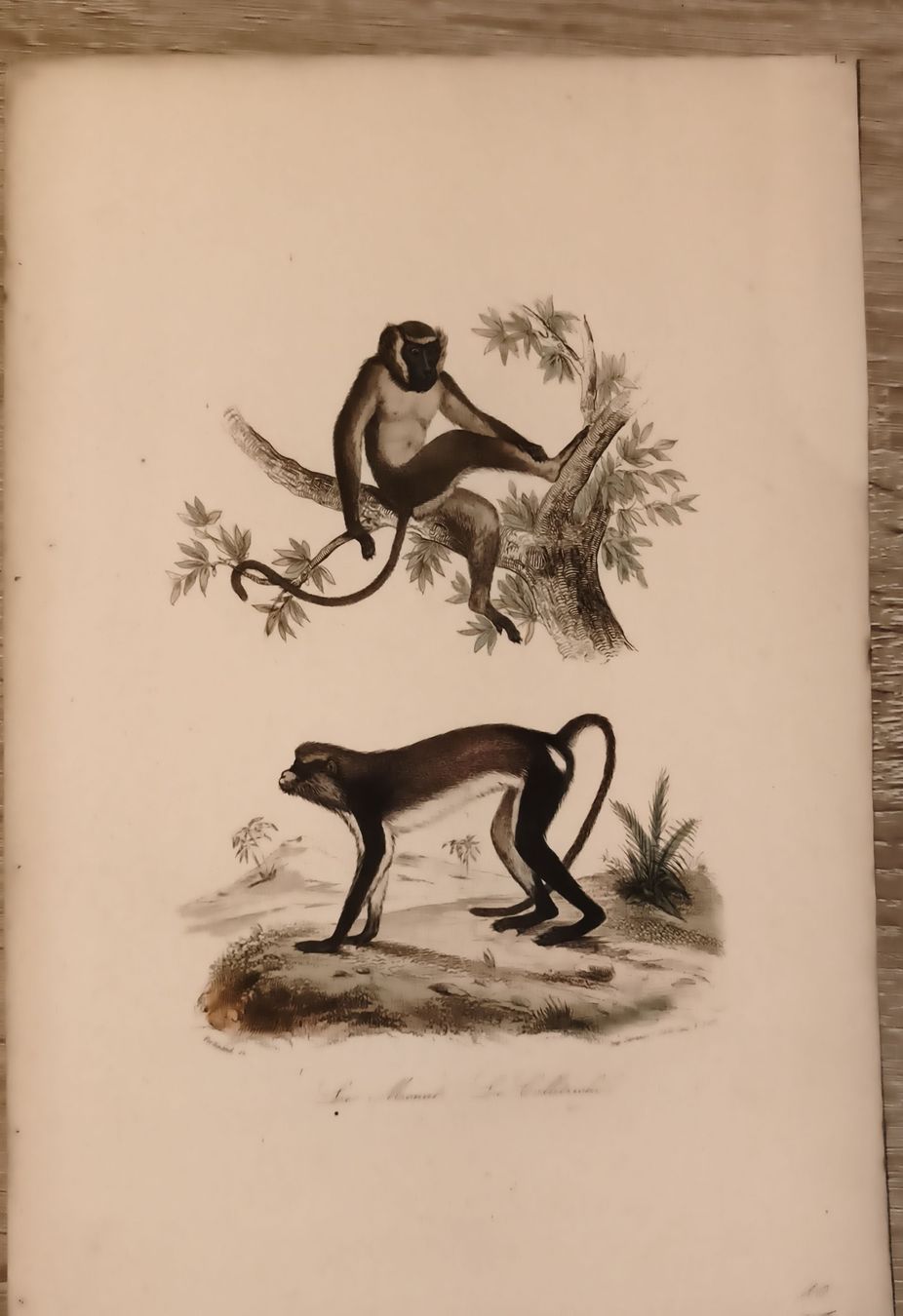 Incisioni: Gravure ancienne singes   bon état – Usato da Prilly venduto da jor_x27s