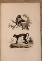 Gravure ancienne singes   bon état