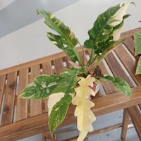philodendron "ring of fire" rarità