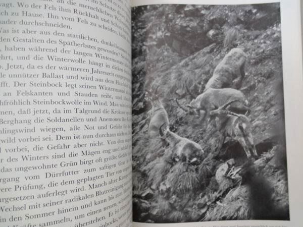 Libri: Herrliche Alpentiere – Usato da Chur venduto da omonia 7