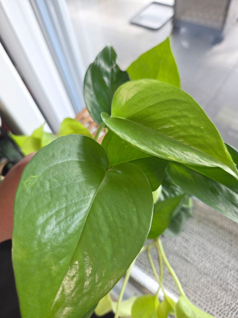 Piante & sementi: ** Mix Epipremnum aureum** – Usato da Broc venduto da omegadlocks 2