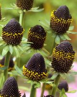 Sonnenhut, Rudbeckia occidentalis, ca.15 Samen