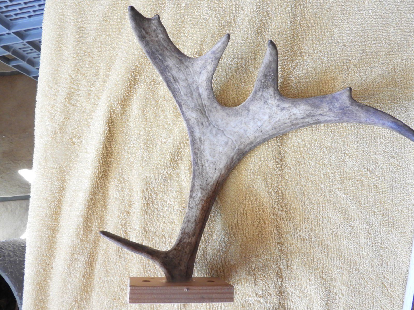 Sonstiges zum Sammeln & Seltenes: ELCH GEWEIH 23 CM HOCH, 25 BREIT, NR 4 – Gebraucht aus Ettingen von troll-mutter 4