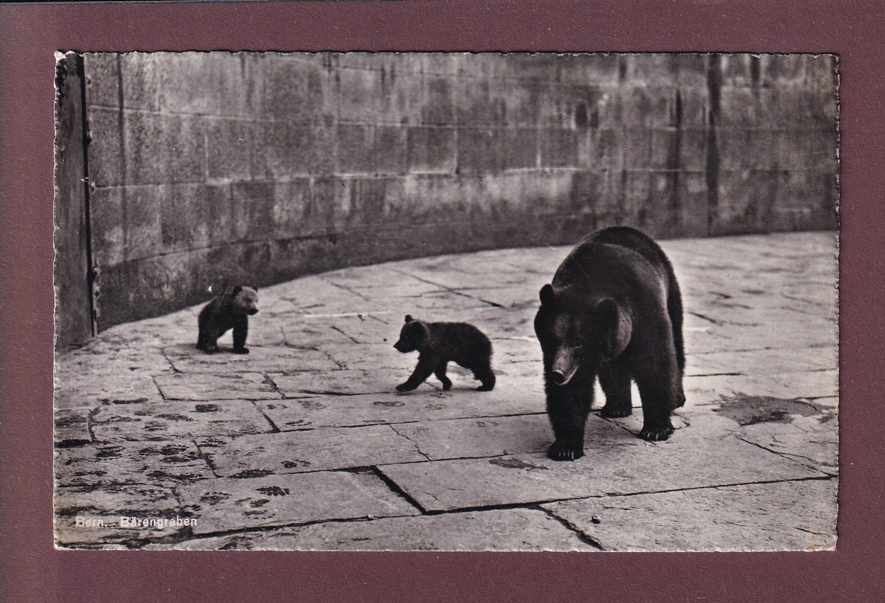 Cartoline postali: BERN - Bärengraben – Usato da Pully venduto da nicecards