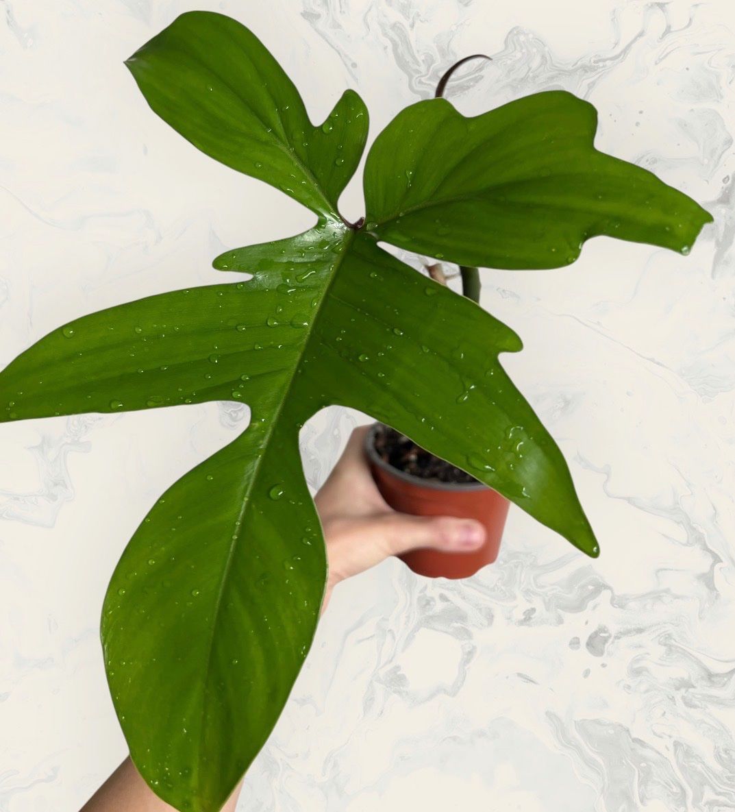 Pflanzen & Samen: Philodendron Florida – Gebraucht aus Glattpark(Opfikon) von ste_n99y 2
