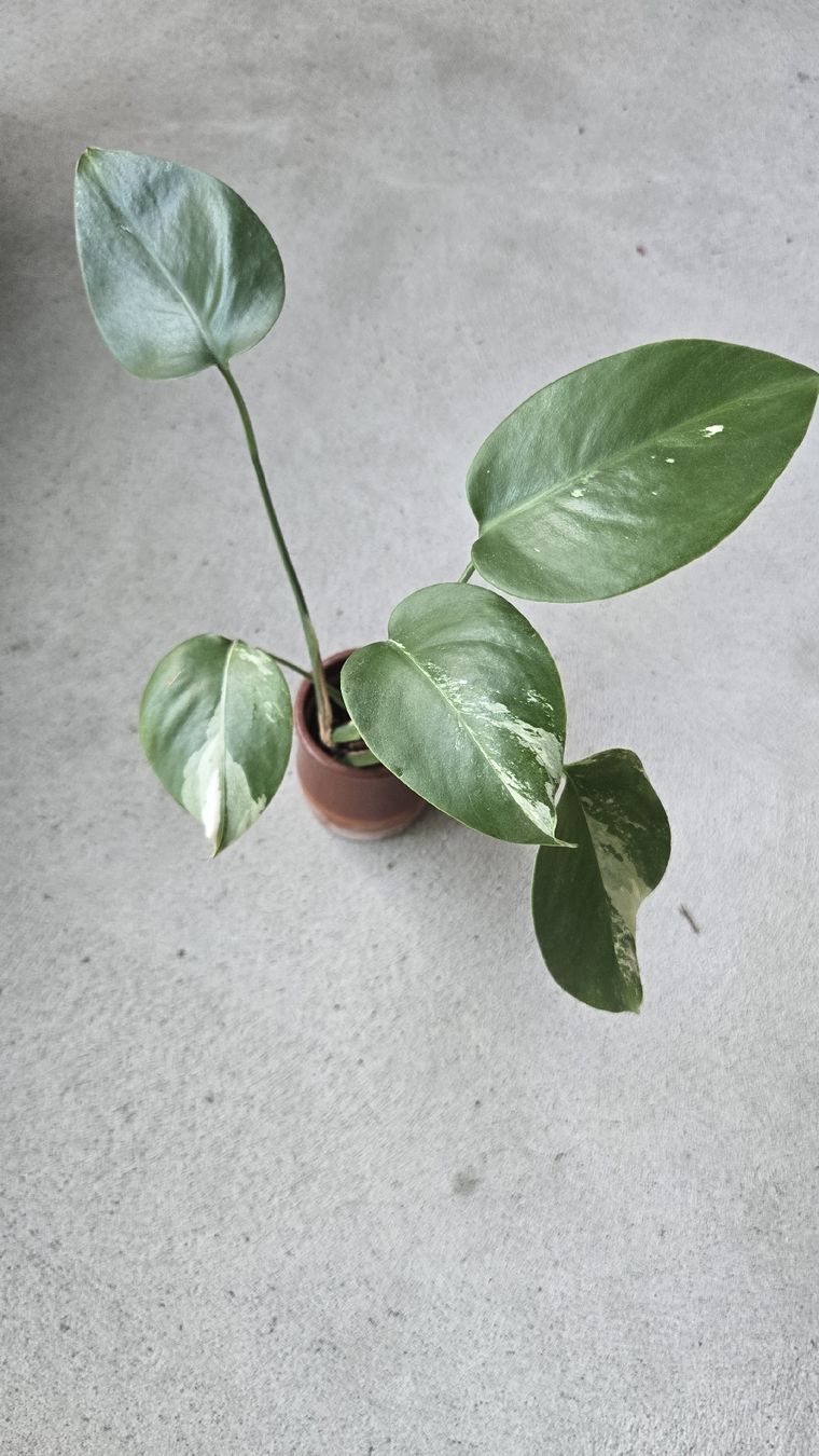 Piante & sementi: Monstera Variegata Kopfsteckling  – Usato da Affoltern am Albis venduto da avi_